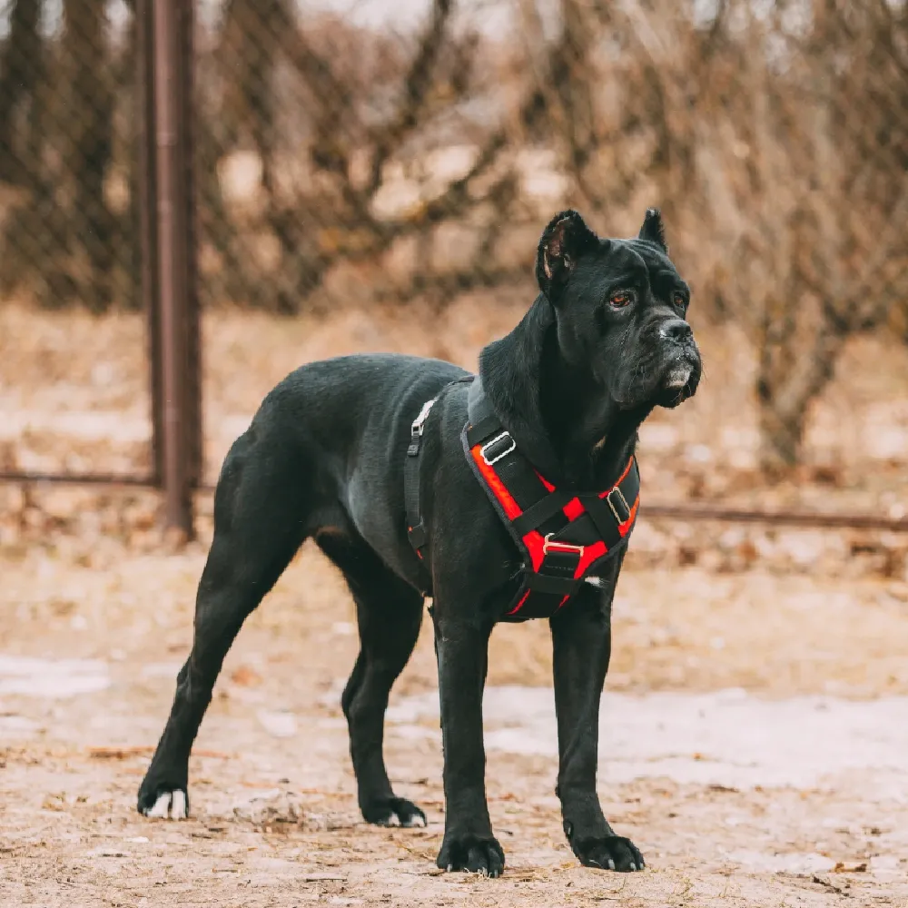 Cane Corso 05.webp